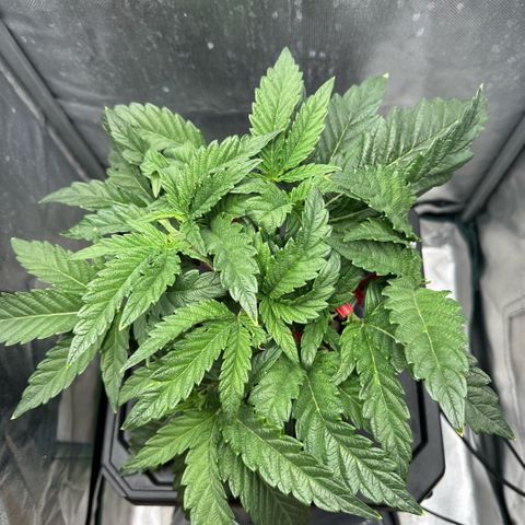Geflügel und Feingebäck growlog timeline photo