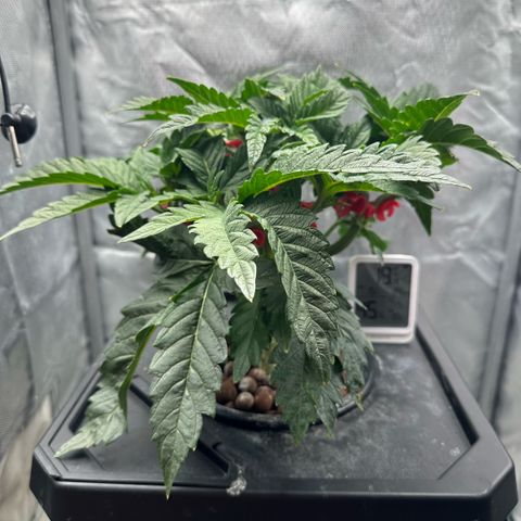 Geflügel und Feingebäck growlog timeline photo