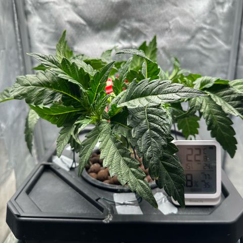 Geflügel und Feingebäck growlog timeline photo