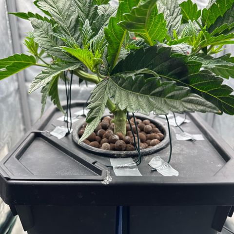 Geflügel und Feingebäck growlog timeline photo