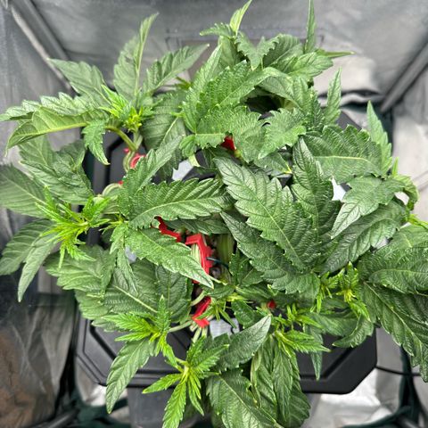 Geflügel und Feingebäck growlog timeline photo