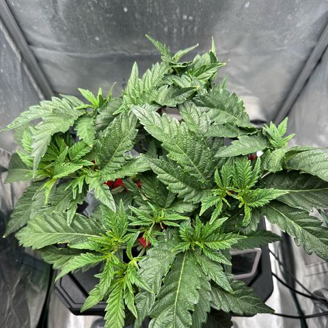 Geflügel und Feingebäck growlog timeline photo