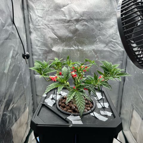 Geflügel und Feingebäck growlog timeline photo