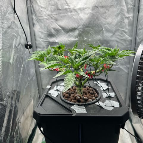 Geflügel und Feingebäck growlog timeline photo