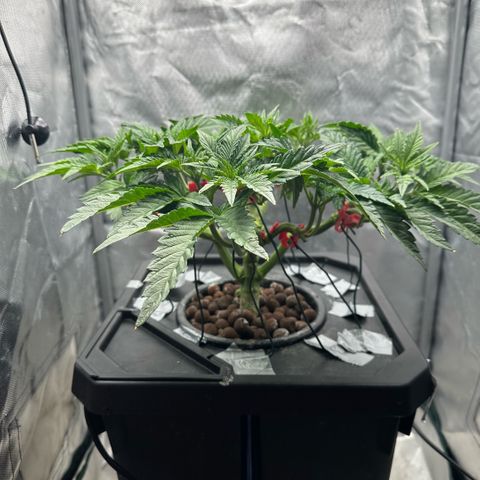 Geflügel und Feingebäck growlog timeline photo