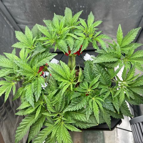 Geflügel und Feingebäck growlog timeline photo
