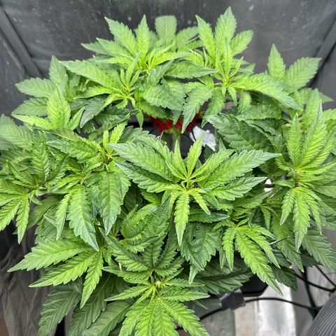 Geflügel und Feingebäck growlog timeline photo