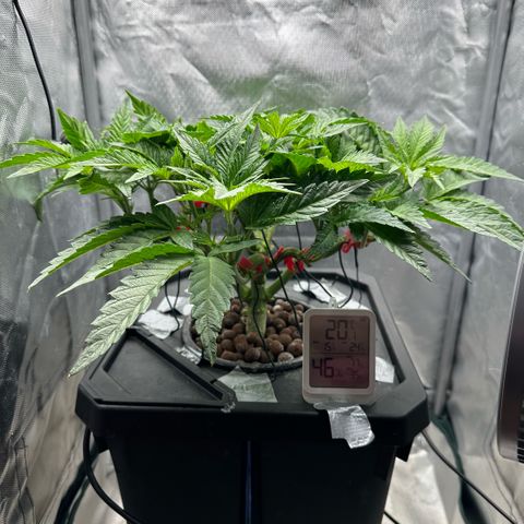 Geflügel und Feingebäck growlog timeline photo