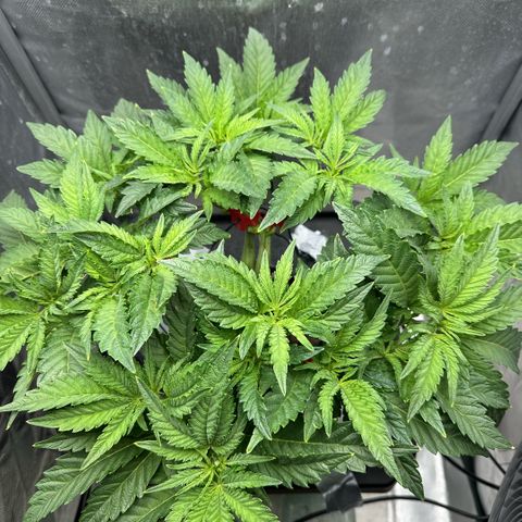 Geflügel und Feingebäck growlog timeline photo