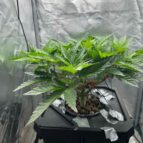Geflügel und Feingebäck growlog timeline photo