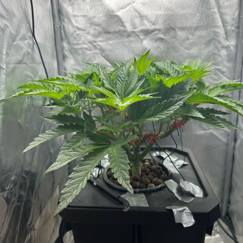 Geflügel und Feingebäck growlog timeline photo
