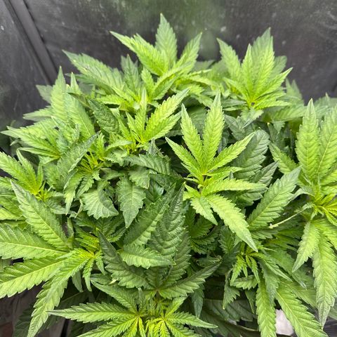 Geflügel und Feingebäck growlog timeline photo