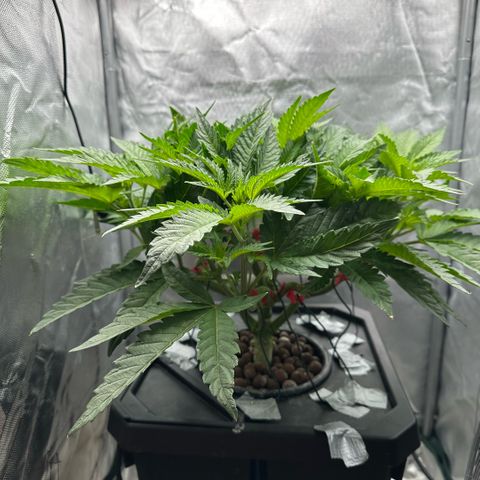 Geflügel und Feingebäck growlog timeline photo