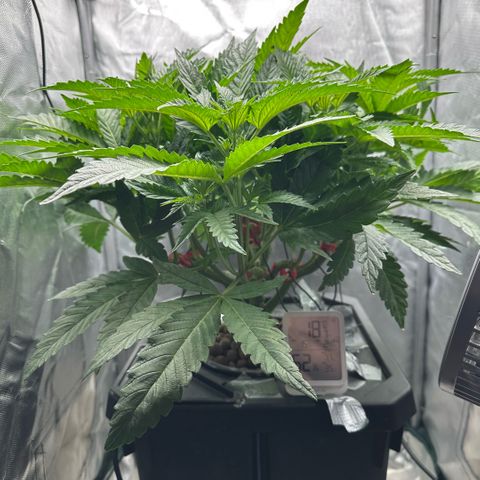 Geflügel und Feingebäck growlog timeline photo