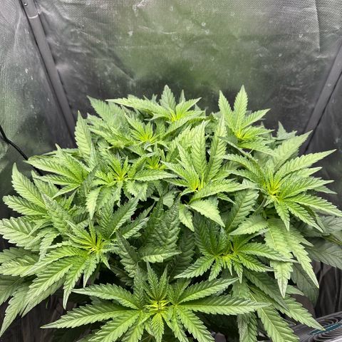 Geflügel und Feingebäck growlog timeline photo