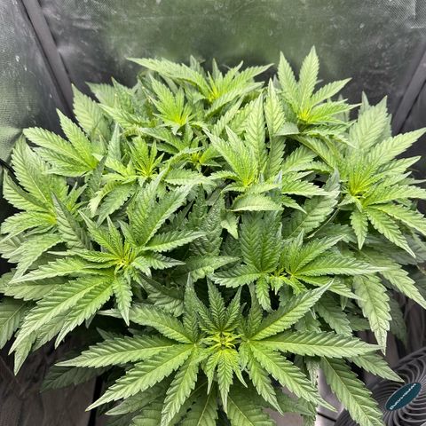 Geflügel und Feingebäck growlog timeline photo