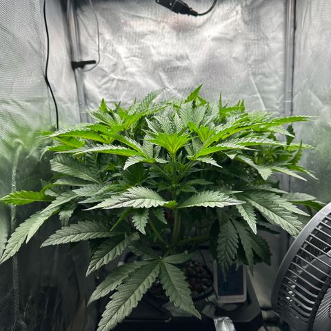 Geflügel und Feingebäck growlog timeline photo