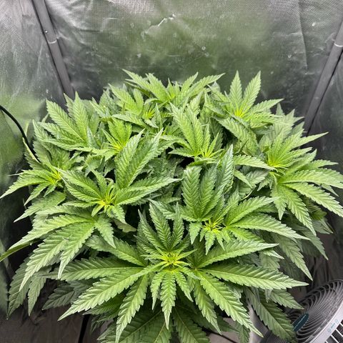 Geflügel und Feingebäck growlog timeline photo