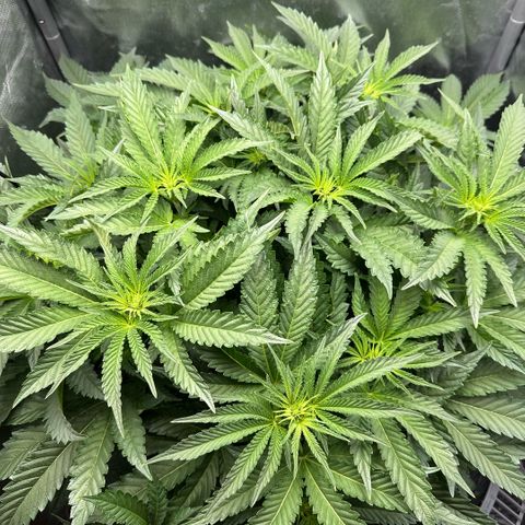 Geflügel und Feingebäck growlog timeline photo