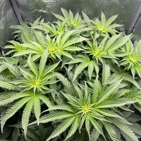 Geflügel und Feingebäck growlog timeline photo