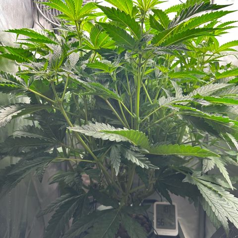 Geflügel und Feingebäck growlog timeline photo