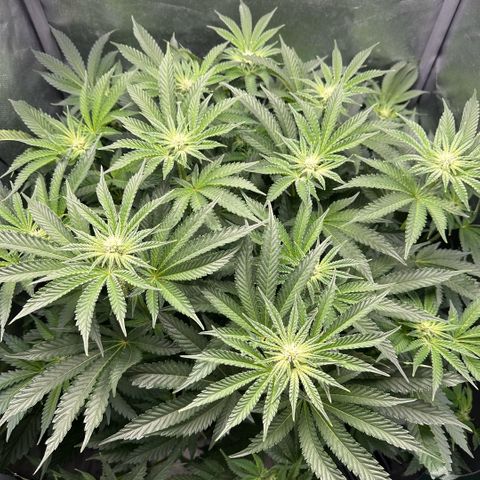 Geflügel und Feingebäck growlog timeline photo