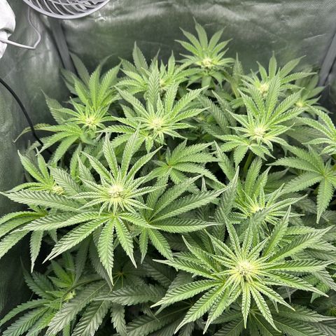 Geflügel und Feingebäck growlog timeline photo