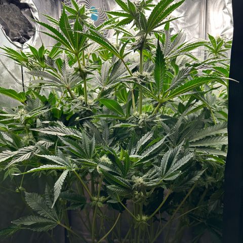 Geflügel und Feingebäck growlog timeline photo