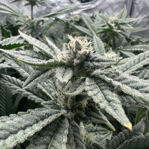Geflügel und Feingebäck growlog timeline photo