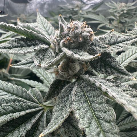 Geflügel und Feingebäck growlog timeline photo