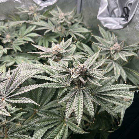 Geflügel und Feingebäck growlog timeline photo