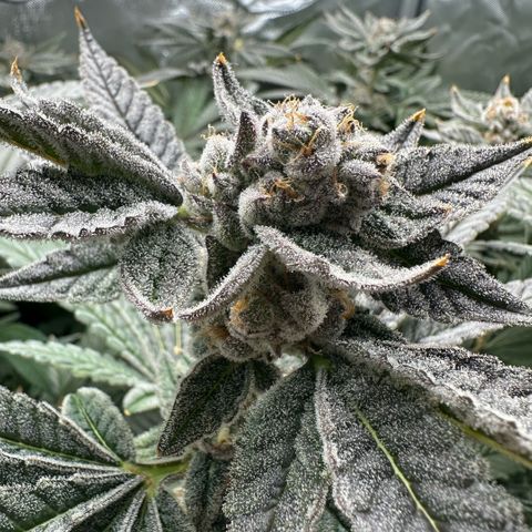 Geflügel und Feingebäck growlog timeline photo