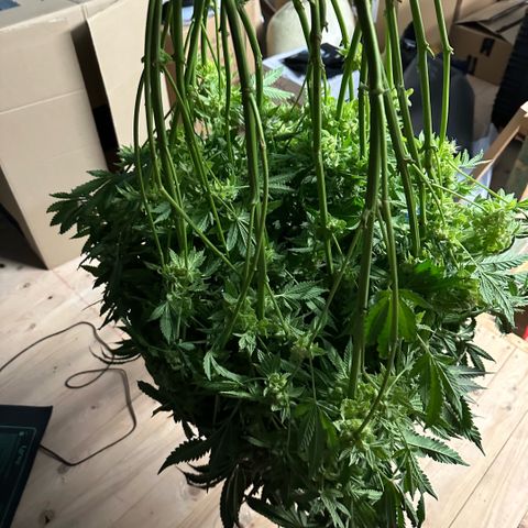 Geflügel und Feingebäck growlog timeline photo