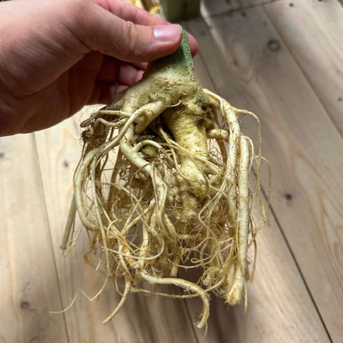 Geflügel und Feingebäck growlog timeline photo