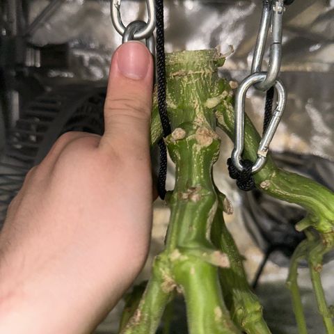 Geflügel und Feingebäck growlog timeline photo