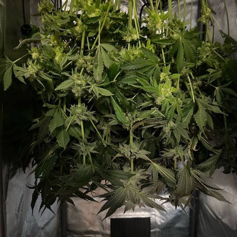 Geflügel und Feingebäck growlog timeline photo