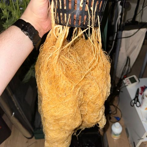 Geflügel und Feingebäck growlog timeline photo
