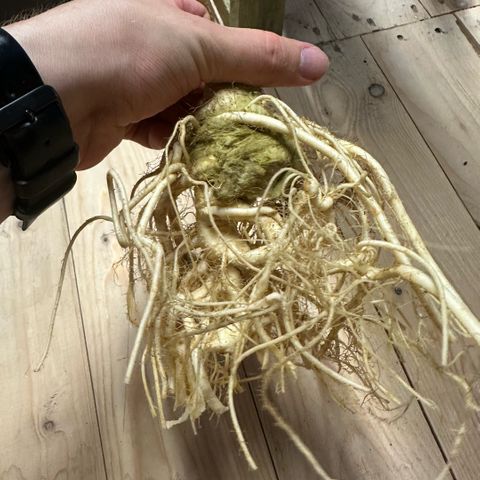 Geflügel und Feingebäck growlog timeline photo