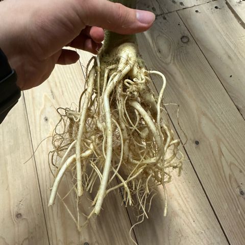 Geflügel und Feingebäck growlog timeline photo