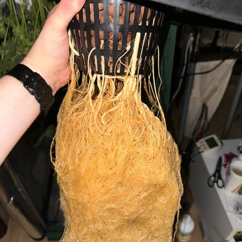 Geflügel und Feingebäck growlog timeline photo