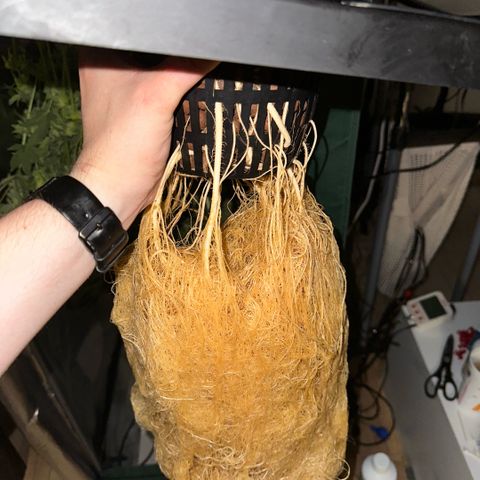 Geflügel und Feingebäck growlog timeline photo