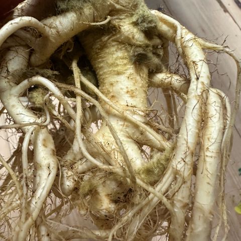 Geflügel und Feingebäck growlog timeline photo