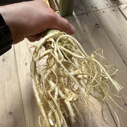 Geflügel und Feingebäck growlog timeline photo