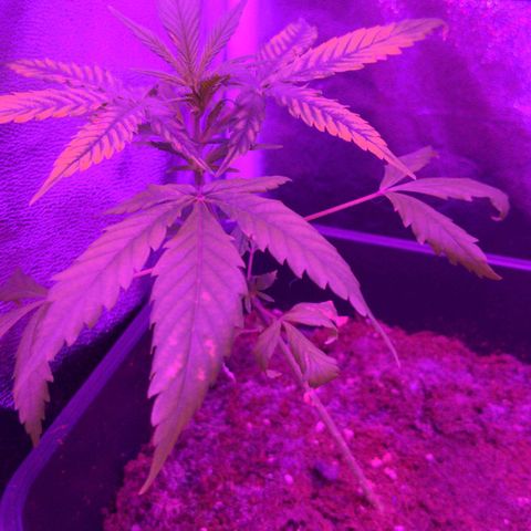 hinten links growlog timeline photo
