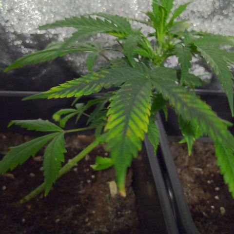 hinten links growlog timeline photo