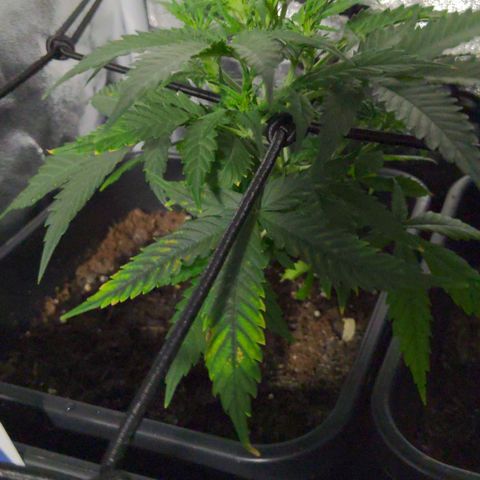 hinten links growlog timeline photo