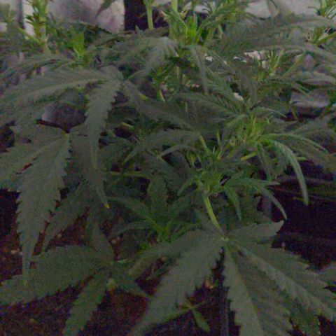 hinten links growlog timeline photo