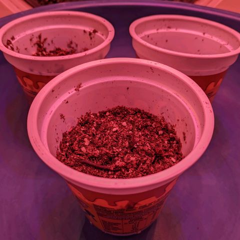Sweet Haze growlog timeline photo