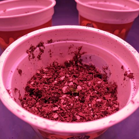 Sweet Haze growlog timeline photo