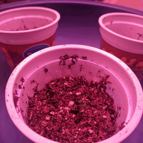 Sweet Haze growlog timeline photo